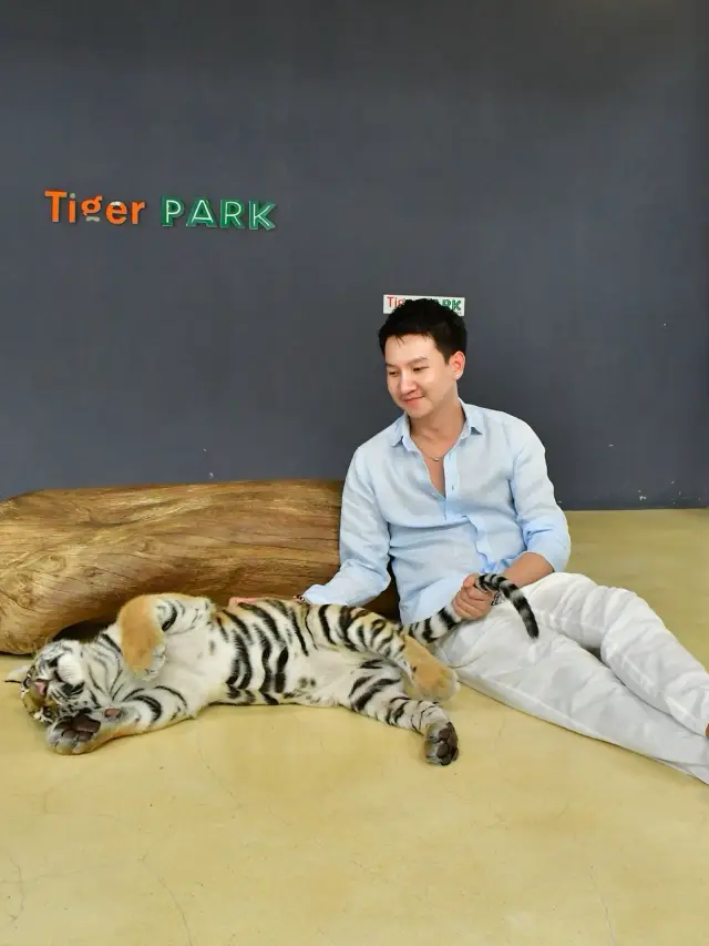Tiger Park Pattaya แวะมาเล่นกับน้องเสือ 🐯
