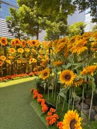 【名古屋】名駅のど真ん中に広がる“ひまわりガーデン”✨🌻