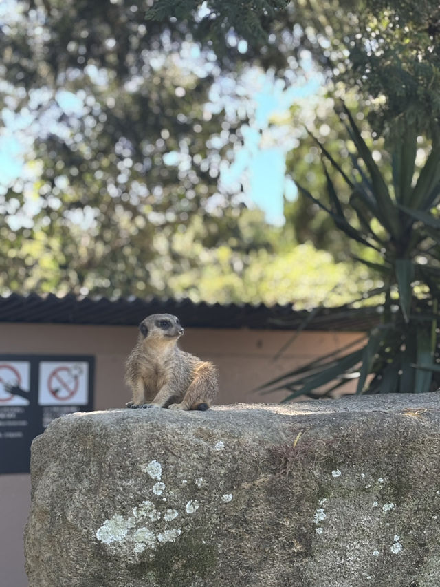 🌴 Wakayama Trip Review – Fun Pass Worth It? YES! 🎟️🐼🍰🌅