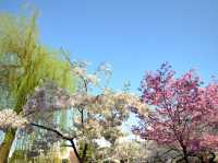 สวนอุเอโนะ Full Bloom