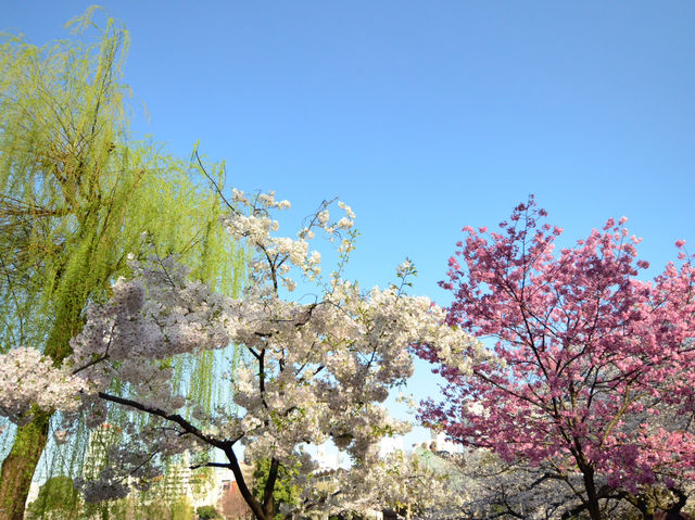 สวนอุเอโนะ Full Bloom