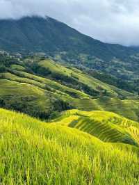 Rice Terrace
