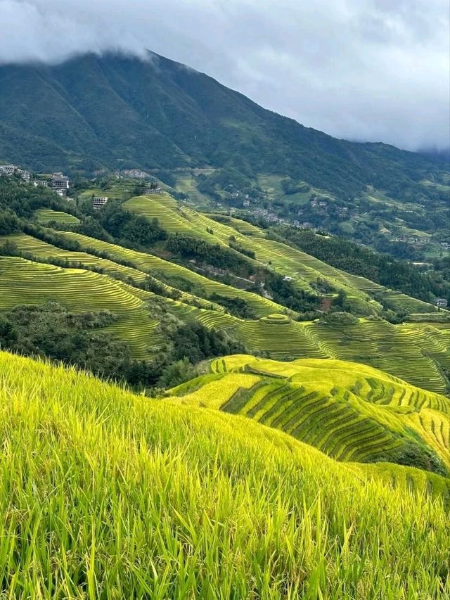 Rice Terrace