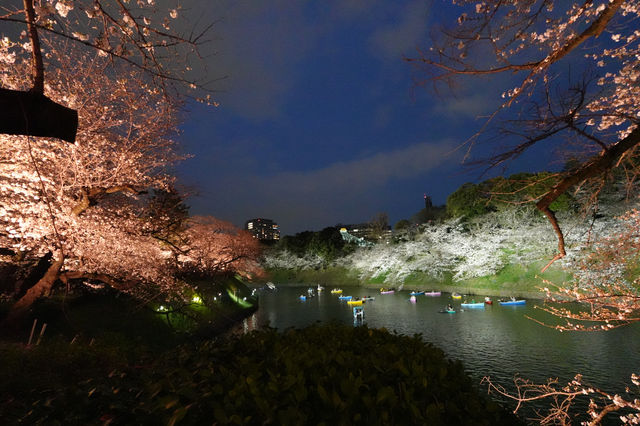 千鳥淵夜櫻介紹