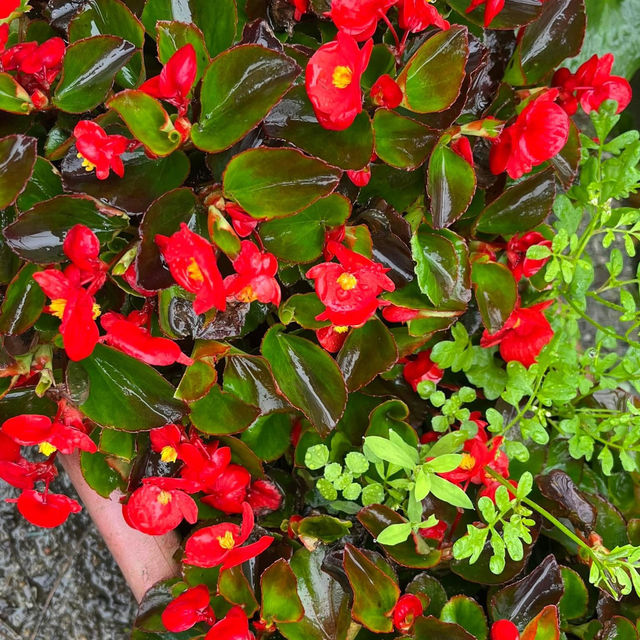 🌋🌸 Yangmingshan – Taipei’s Mountain Escape 🌳✨ 🌋🌸 Yangmingshan – Taipei’s Mountain Escape 🌳✨