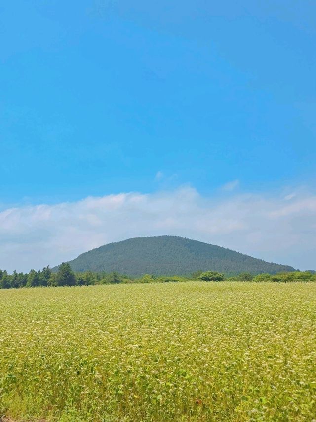 🐬동쪽 제주 여행지 필수코스🐬