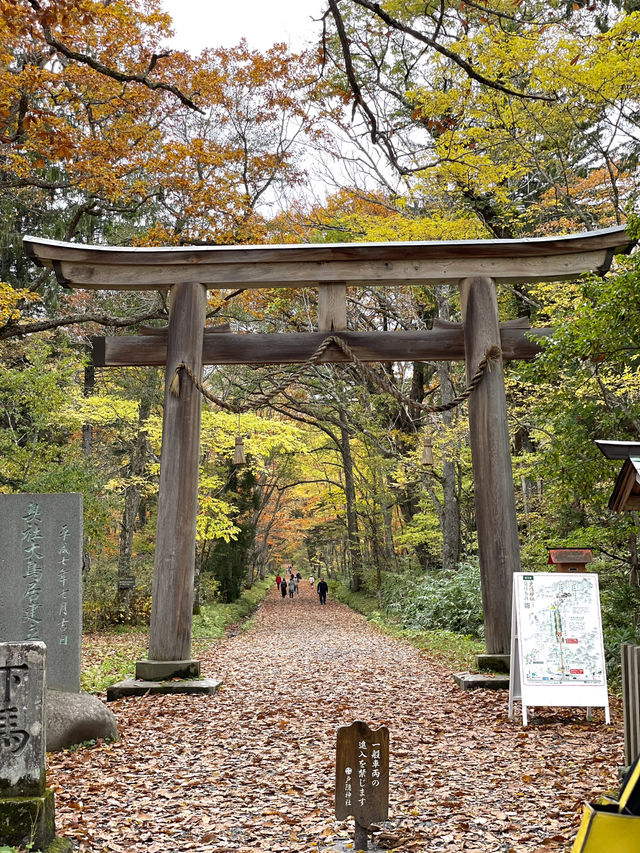 樹齢400年を超える杉並木 パワーを感じられずにはいられない 樹齢400年を超える杉並木 パワーを感じられずにはいられない