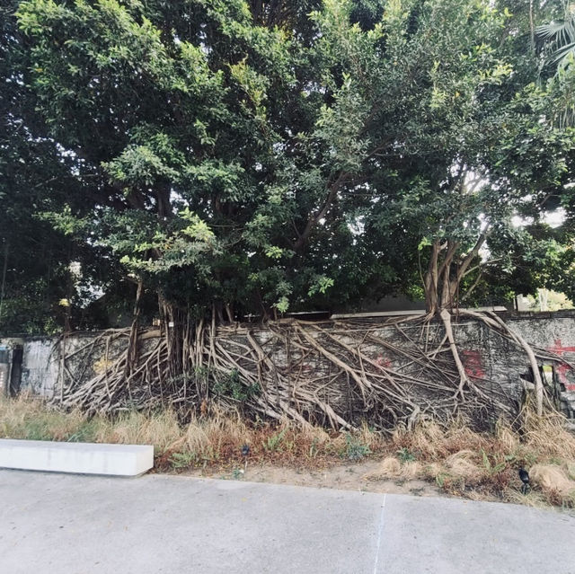 飛機眷村的午後時光——走進「水交社文化園區」