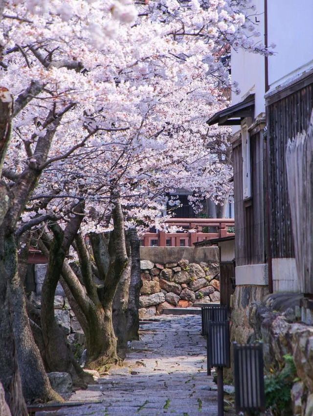 Serenity on Hachiman-bori Canal — A Timeless Cherry Blossom Cruise 💗