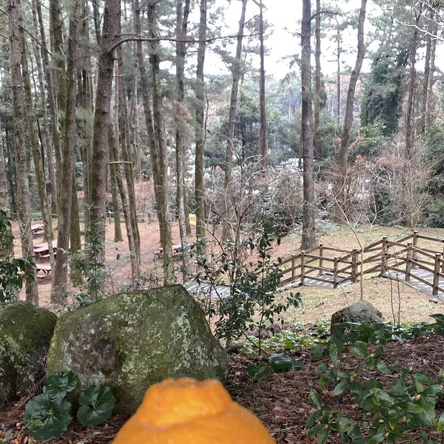 Halla Arboretum, Jeju Island,S.Korea