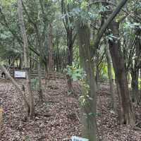 Halla Arboretum, Jeju Island,S.Korea
