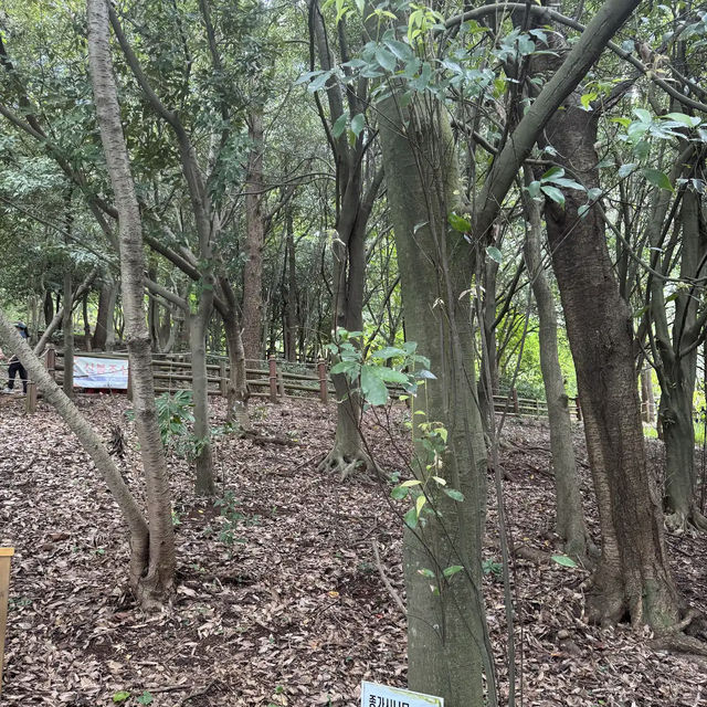 Halla Arboretum, Jeju Island,S.Korea