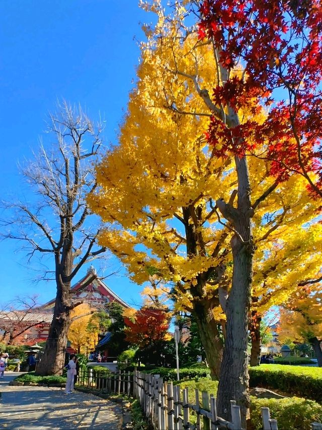Crimson and Golden Serenity at Sensō-ji