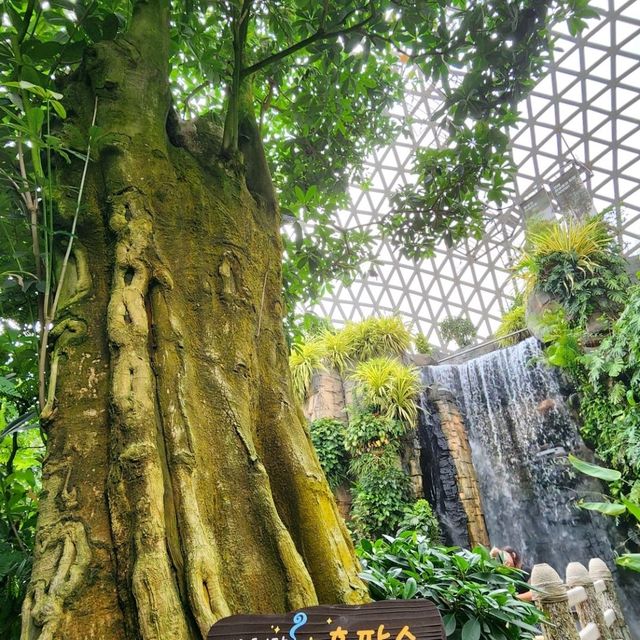 🪩南韓第二外島的玻璃巨蛋植物園&風之熱狗