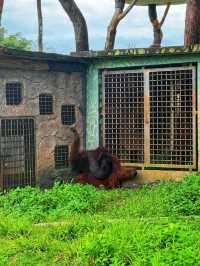 🐾 Wild Encounters in Paradise – Discover Safari Lagoi Bintan