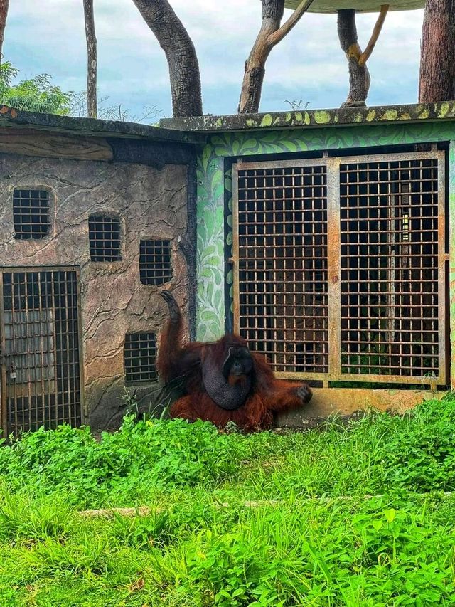 🐾 Wild Encounters in Paradise – Discover Safari Lagoi Bintan