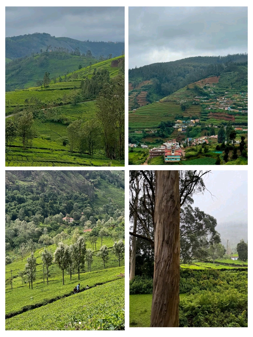 Coonoor – 寧靜的尼爾吉里山逃逸地！