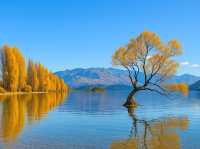 📍Golden Autumn at Lake Wanaka 🍂💙