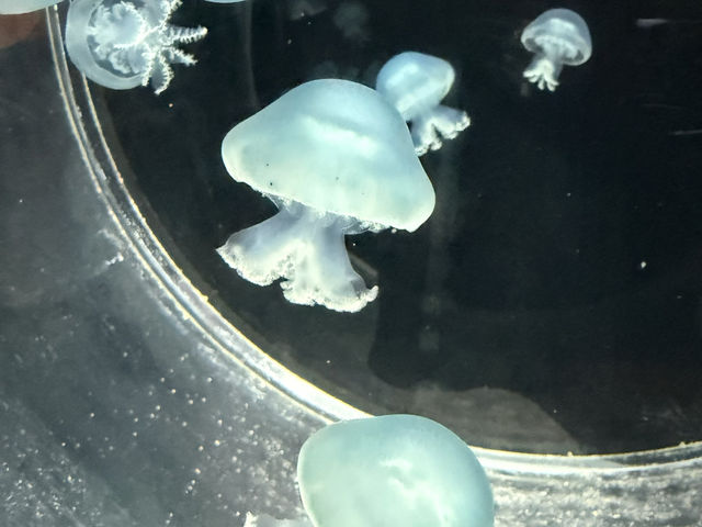 桜島も見える！ロケーション最高の水族館