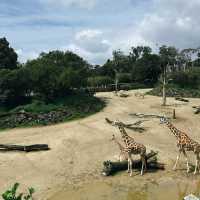 Auckland Zoo: ครึ่งวันที่เต็มไปด้วยความสนุกสนาน