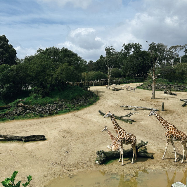 Auckland Zoo: ครึ่งวันที่เต็มไปด้วยความสนุกสนาน Auckland Zoo: ครึ่งวันที่เต็มไปด้วยความสนุกสนาน