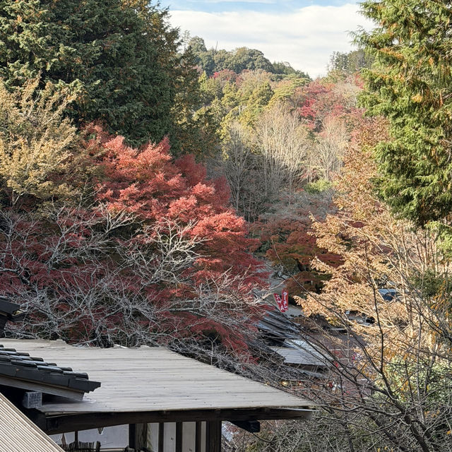 伊豆全景公園免費足湯、修善寺紅葉公園🍁