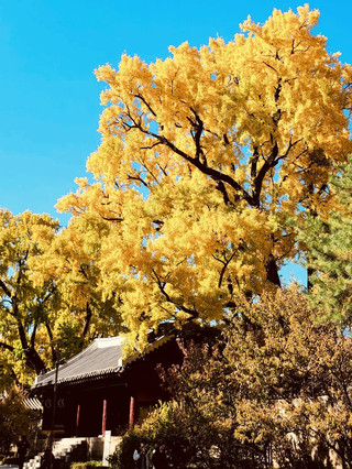 Myeongnyundang (명륜당) – The Golden Heart of Joseon Academia