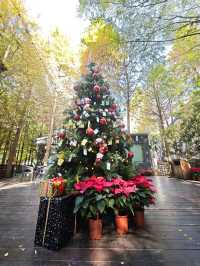 🌲落羽松秘境中的蔬食饗宴#🌿 澄石享自在-臺中市北屯區