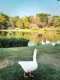 Chimei Park Stroll After Festive Shopping
