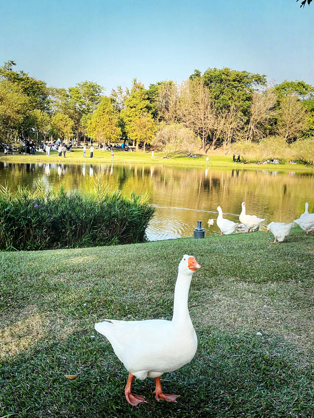 Chimei Park Stroll After Festive Shopping Chimei Park Stroll After Festive Shopping