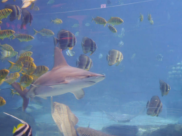 長隆海洋王國 長隆海洋王國