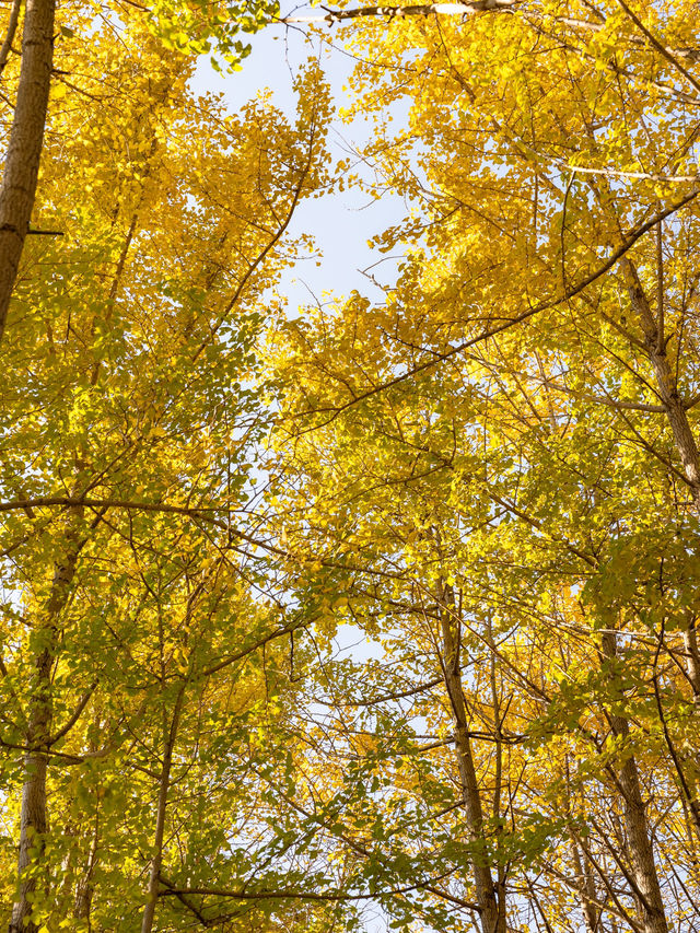 ๊ฒฝ์ฃผ ๋๋ฆฌ๋ง์ ์ํ๋๋ฌด ์ฒ ๊ฒฝ์ฃผ ๋๋ฆฌ๋ง์ ์ํ๋๋ฌด ์ฒ