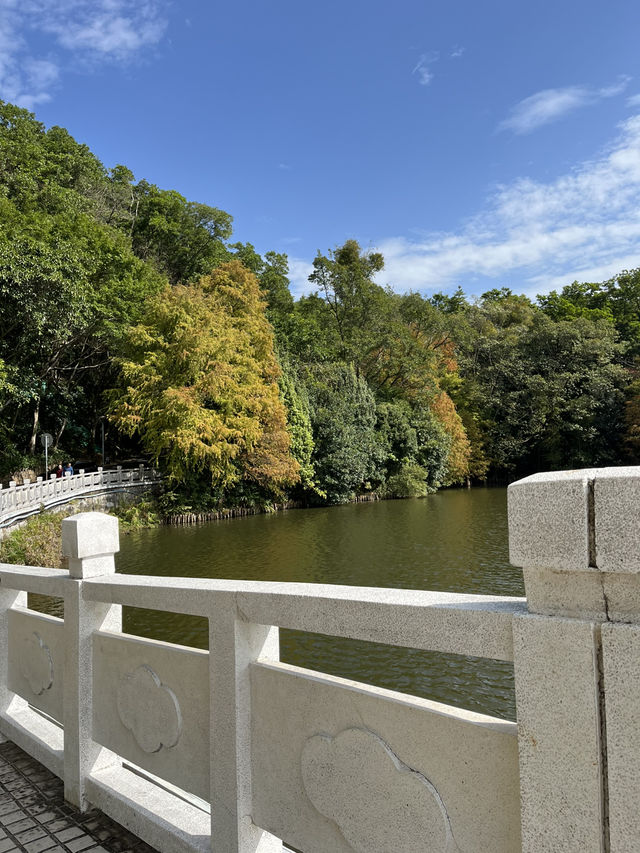 深圳秋日落羽松打卡|仙湖公園浪漫湖邊漫步🌲🍁 深圳秋日落羽松打卡|仙湖公園浪漫湖邊漫步🌲🍁