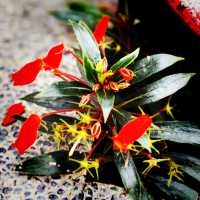Nanjing Road Pedestrian Street: Where Old Meets New