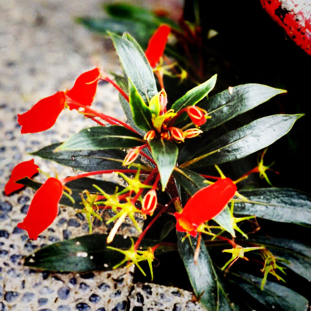 Nanjing Road Pedestrian Street: Where Old Meets New