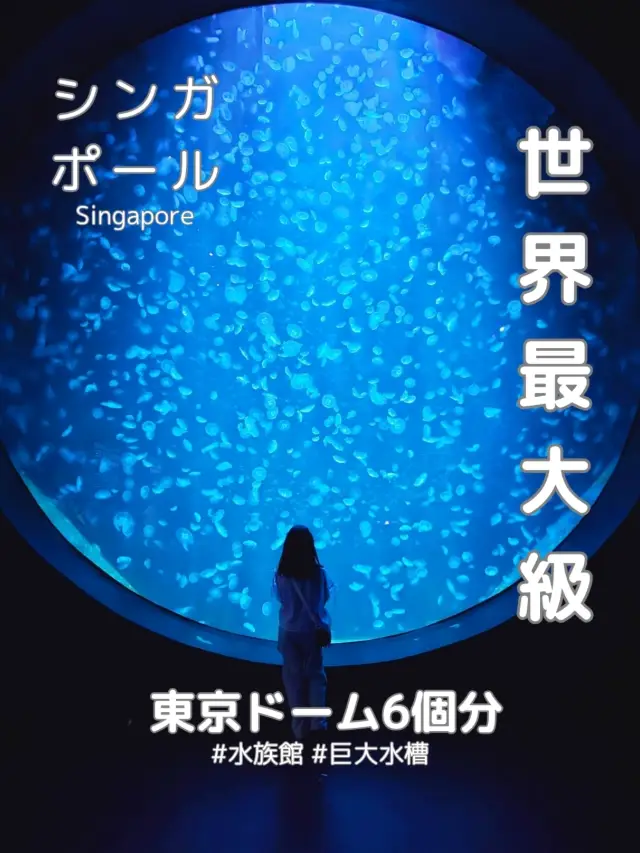 【新加坡】在巨大水槽中優雅游動的魟魚們,在涼爽的館內舒適地享受親子人氣景點