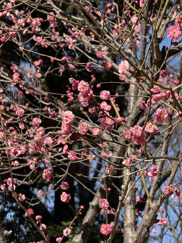 Winter Silence Broken by the First Plum Blossoms
