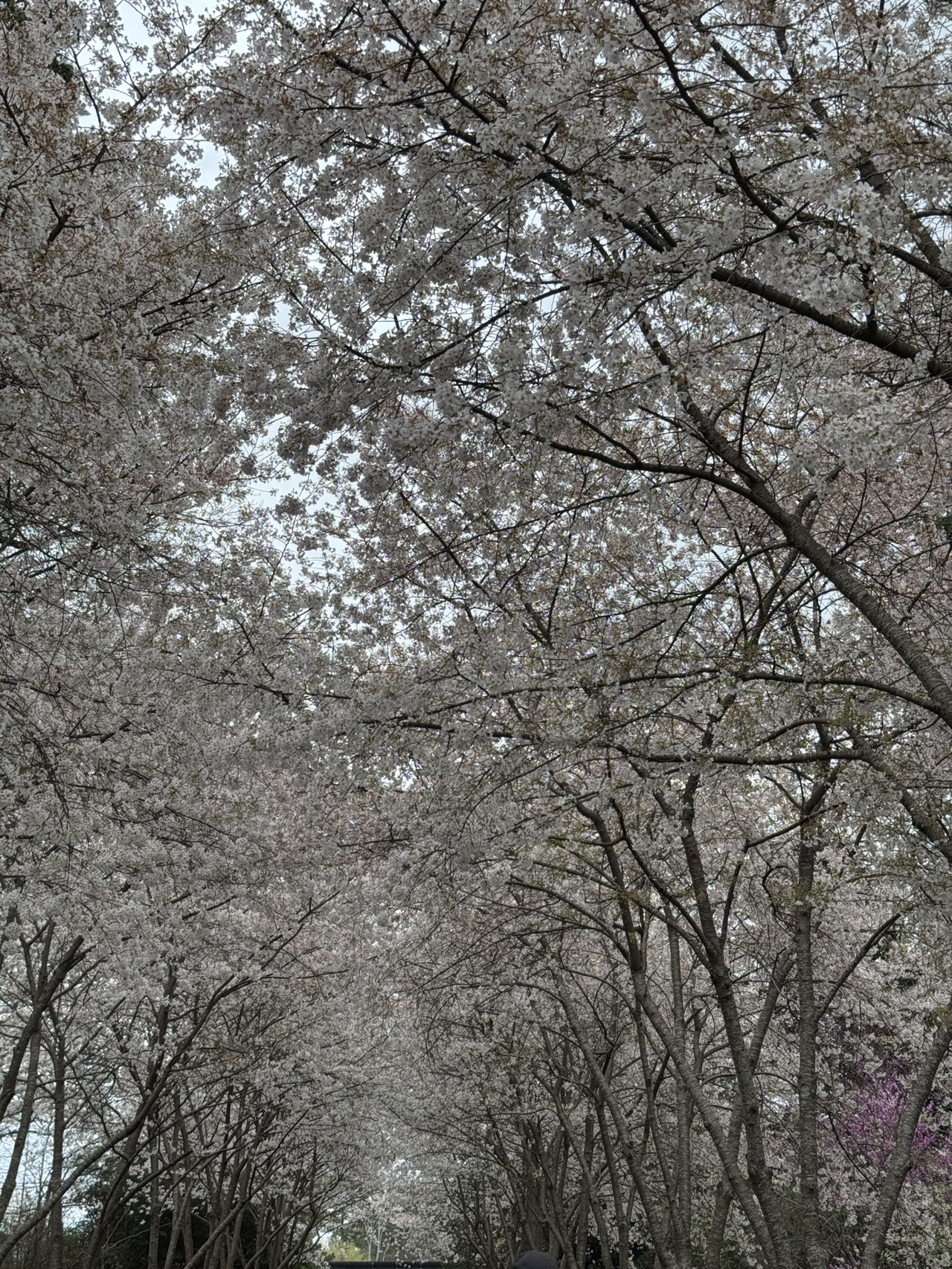 Enjoying the Duke Sara Garden amidst nature