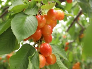 Review of cherry picking in Hokkaido 🍒