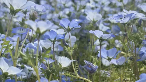 Flower Field Magic 。 — traveler post in 守口