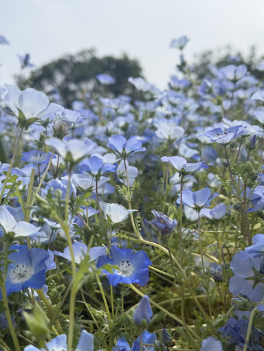 Flower Field Magic 。 | Trip.com 守口