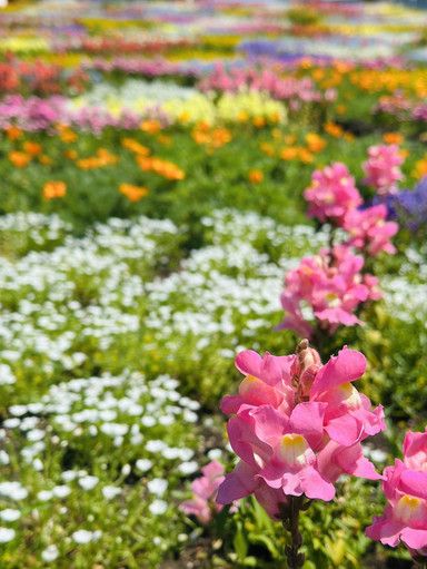 Like a Rainbow Carpet | Kuju Flower Park Adorned with 5 Million