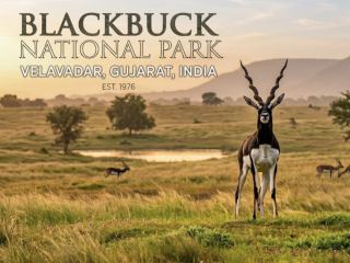 Blackbuck National Park: The Ultimate Wildlife Experience 🦌🦌🦌
