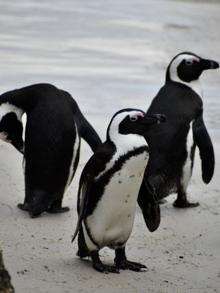 🐧🇿🇦 Penguins Near Cape Town | One of South Africa’s Cutest Encounters