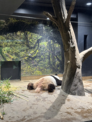 東京上野一日散策｜上野動物園＋上野東照宮＋花園稻荷神社＋阿美橫丁