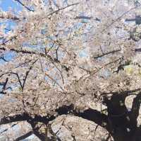 【東京都🇯🇵千鳥ヶ淵公園】大人気の桜の名所🌸満開の桜に癒される旅