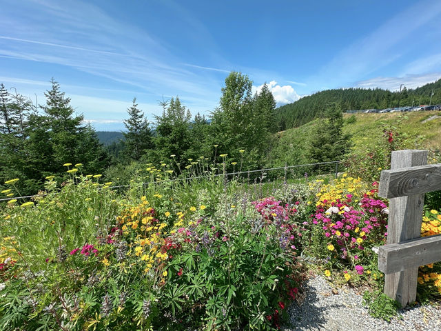 🇨🇦North Vancouver에서 계절마다 색다른 풍경 있는 요기Cypress Village🎈
