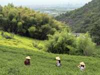 Tea picking in Ningbo  🌱
