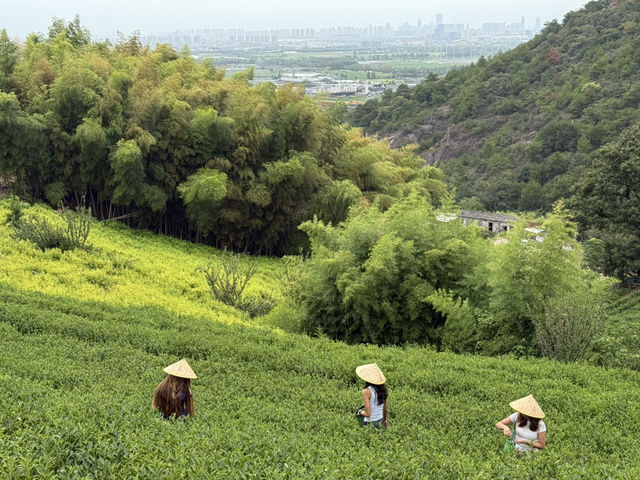 Tea picking in Ningbo  🌱