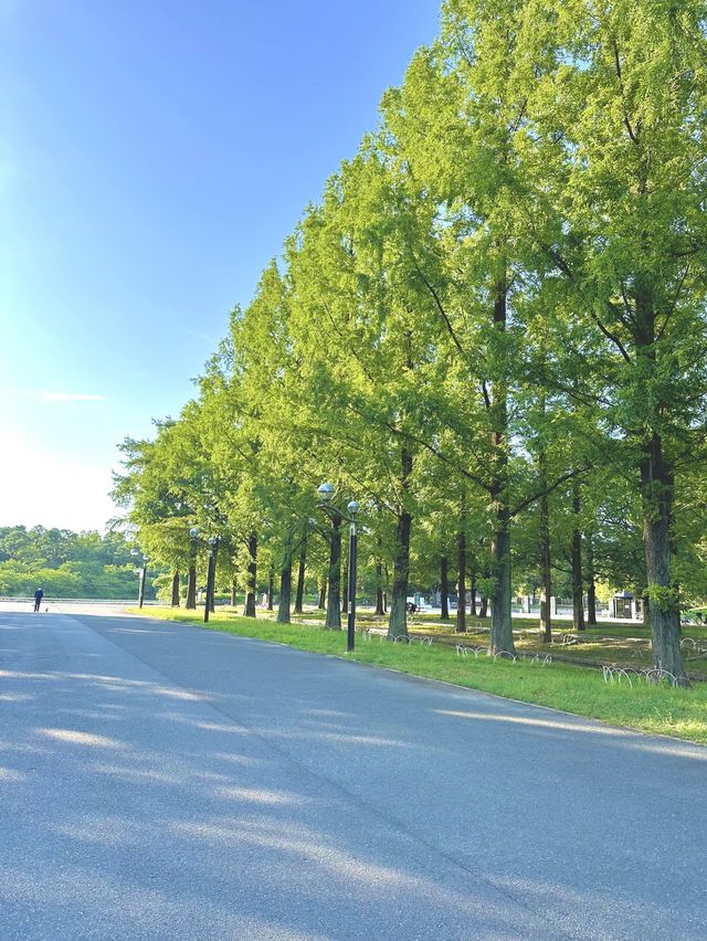 【大阪】風車のある公園の向日葵畑♡